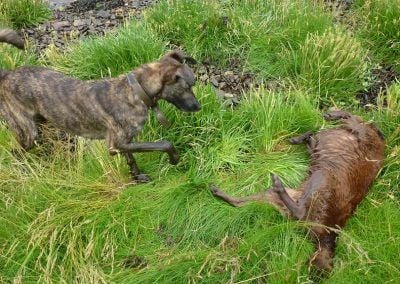 dog scratching on grass