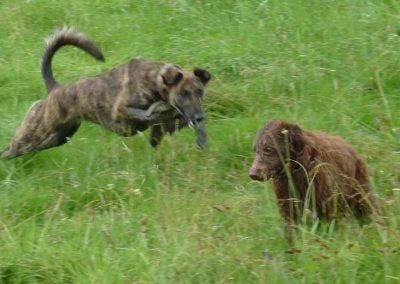 Lurcher chasing collie