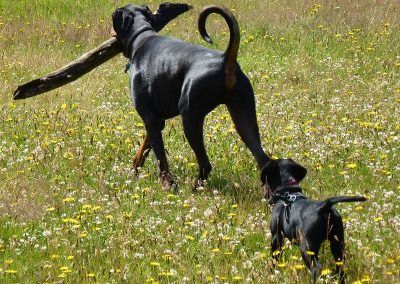 Doberman with large stick!