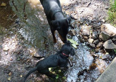 Dogs drinking in stream!