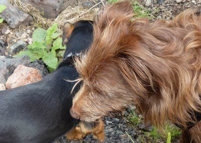 Chilli and Ruby!