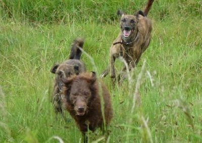 Dogs running!