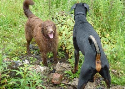 dogs at stream