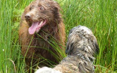 Ruby and Ruffles collie x lhasa apso