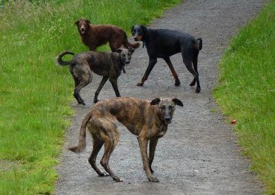 dogs turning to look back