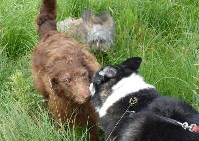 dogs saying hellow