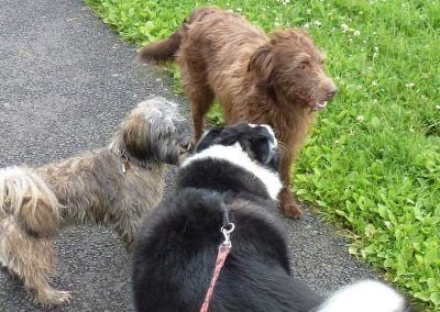 collie meets collie