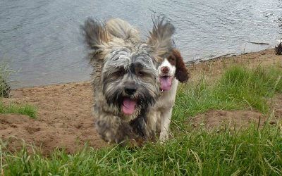 Ruffles and Nevis come a-runnin'! Ruffles and Nevis at the beach!
