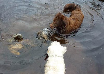 dogs in a pond
