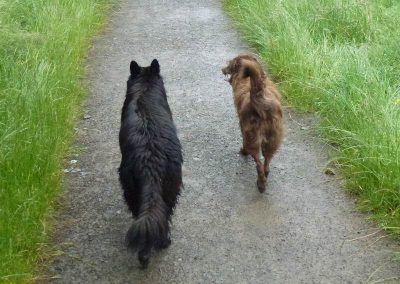 dogs walking together