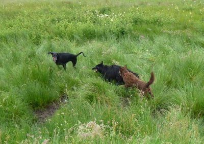 dogs running through long grass