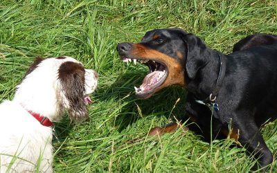 Still wanna play, Nevis? dogs play fighting