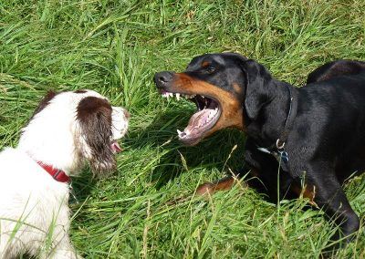 dogs play fighting