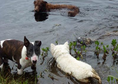 dogs in lake