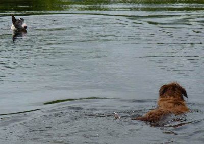 Dogs swimming in lake