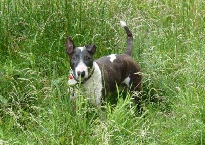 dog posing for photo