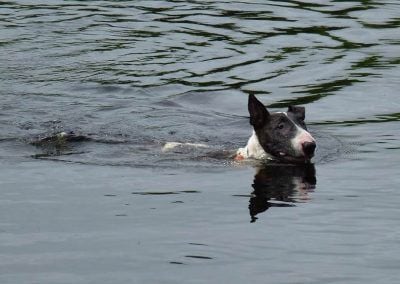 brindle english bull terrier swimming