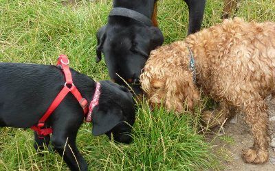 Something smells interesting! The dogs sniffing long grass