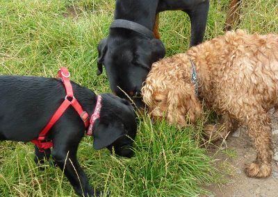 The dogs sniffing long grass