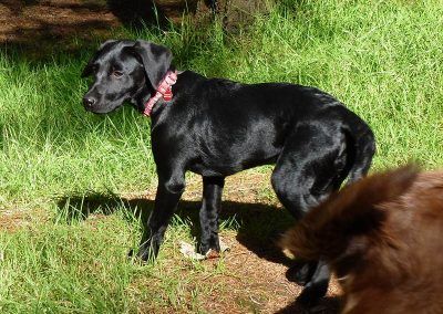 Young pup Beau is getting bigger!