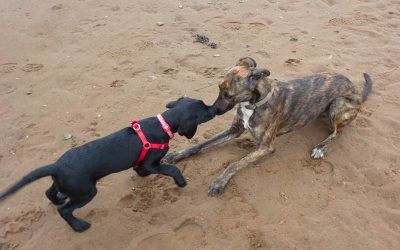 Beau greets Ronnie!