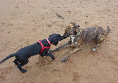 Beau greets Ronnie!