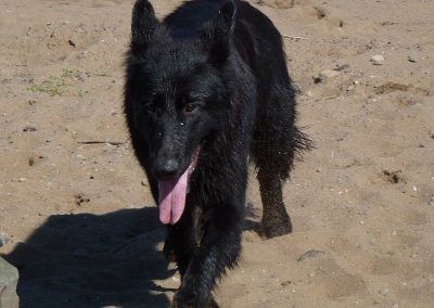 Skye on the sand!