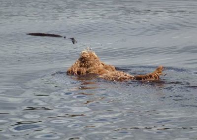 cocker spaniel swimming to fetch stick