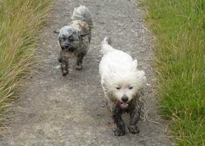 dirty toy dogs