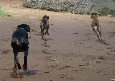 doberman chasing after lurchers