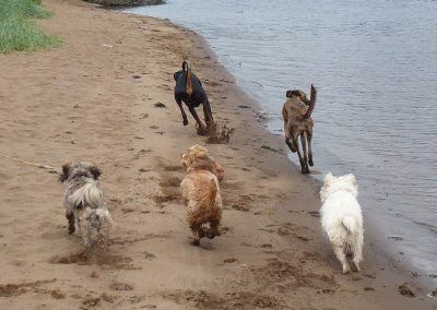 dog walking five dogs