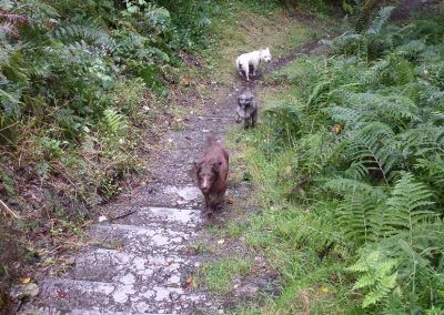 Ruby and company climbing up the stairs!