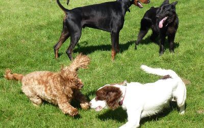 Chaos arrives to Erskine beach! All the dogs play fighting!