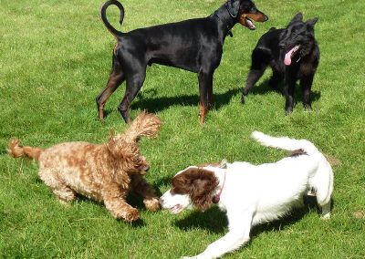 All the dogs play fighting!