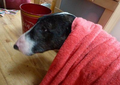Drying off Wilfie!