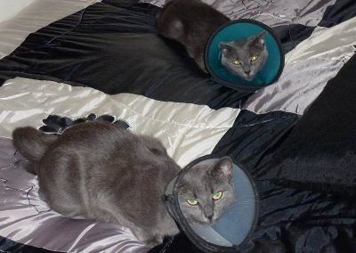 Russian blue cats with lampshades