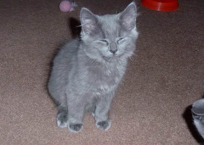 Russian blue kitten!