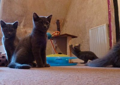 Russian blue kittens