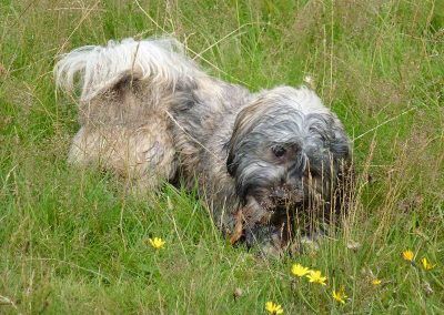 lhasa apso chewing on a stick