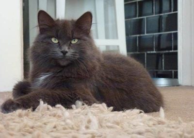 Russian blue lying on rug!