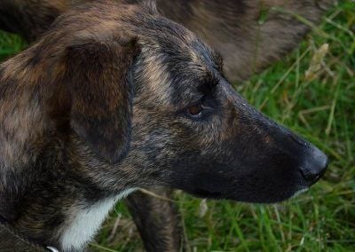 Close up of Ronnie the lurcher!