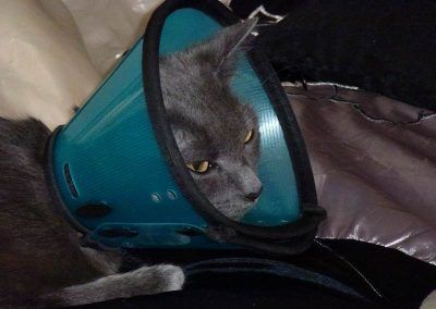 Mother Russian blue