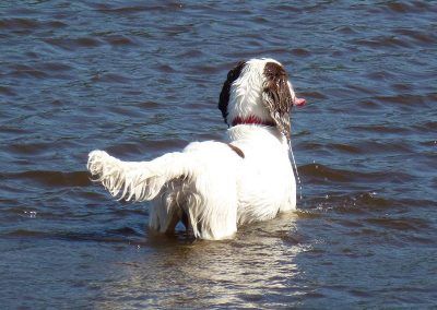 Nevis in the water with his tongue out!