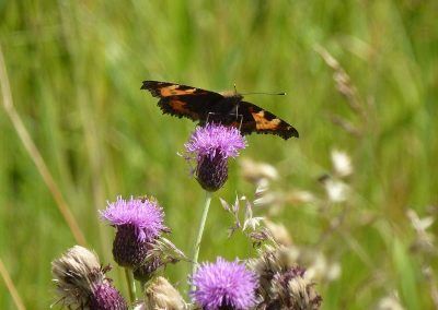 peacock butterfly