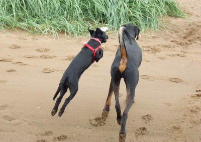 Beau jumping up to Rory!