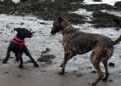 Puppy Beau playing with Ronnie!