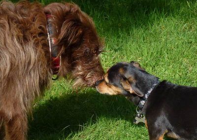 Ruby and Chilli close up!