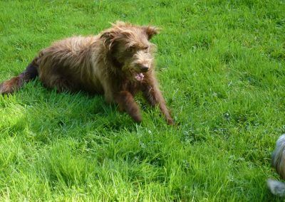 Ruby and Ruffles play!