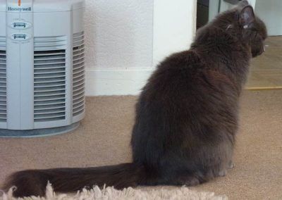 Pregnant Russian blue..Blue!
