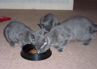 Russian blue kittens eating!